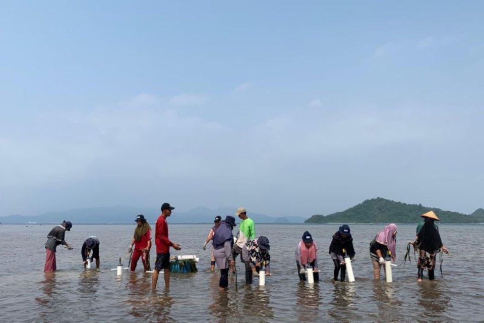 Penanaman padang lamun yang dilakukan oleh PT Bukit Asam Tbk (PTBA) Unit Pelabuhan Tarahan bersama Kelompok Tani Hutan (KTH), Bina Jaya Lestari di Kawasan Ekowisata Cuku NyiNyi, Desa Sidodadi, Lampung pada Senin (23/9/2024).