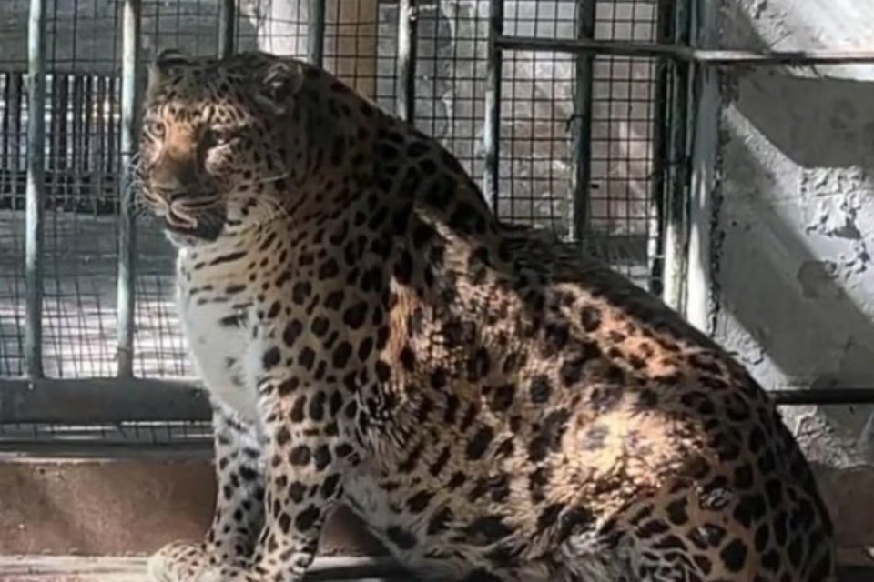 Binatang di China Zoo