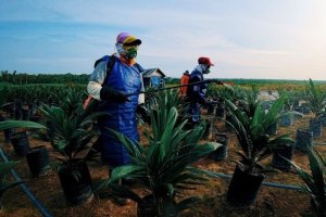 Replanting atau penanaman kembali di perkebunan kelapa sawit milik ANJ Group