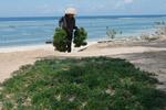 Panen rumput laut di Nusa Penida Bali