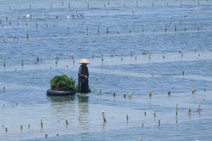 Panen rumput laut di Nusa Penida Bali