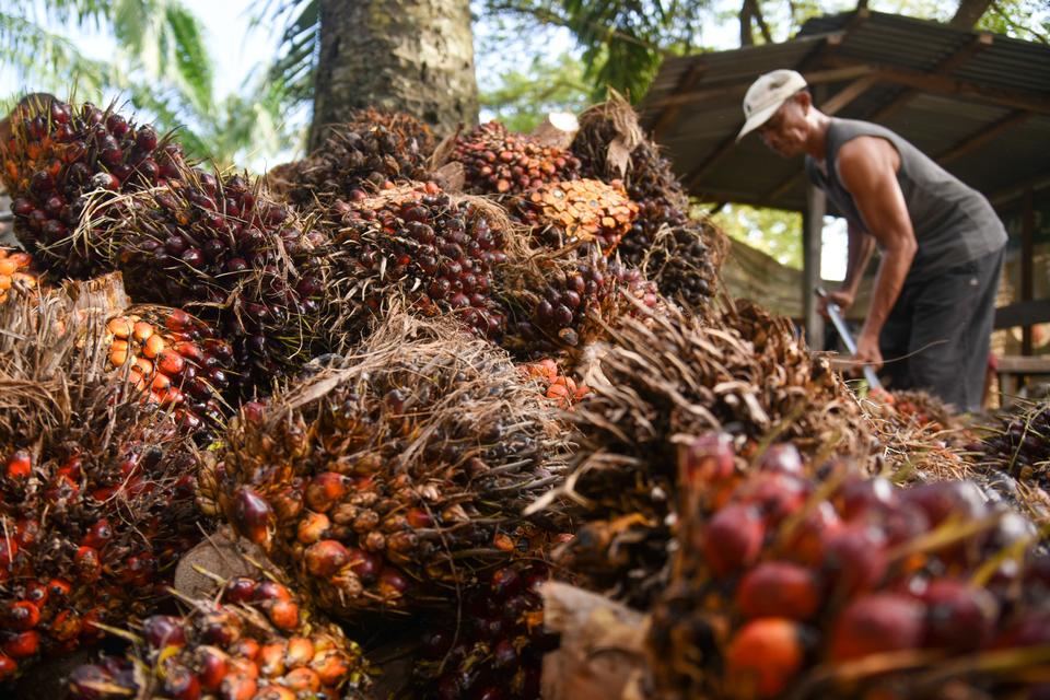 Pekerja mengangkut tandan buah kelapa sawit di kawasan PT Perkebunan Nusantara IV, Deli Serdang, Sumatera Utara, Kamis (24/10/2024). Menteri Pertanian Andi Amran Sulaiman menyampaikan ketersediaan minyak sawit mentah atau crude palm oil (CPO) masih sangat