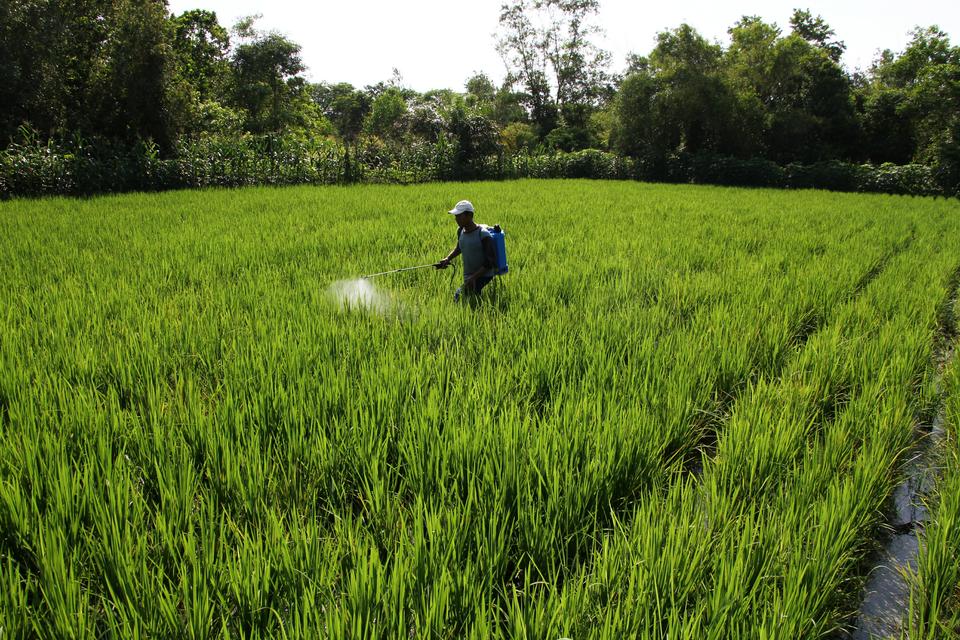 petani, insentif, amran sulaiman, kementerian pertanian