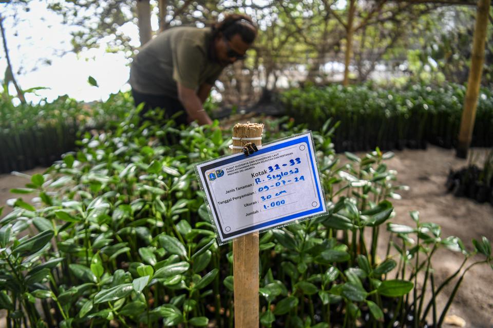 Petugas melakukan perawatan tanaman Mangrove (Rhizophora mucronata Poir) di proyek budidaya tanaman Mangrove, Pulau Tidung Kecil, Kepulauan Seribu, Jakarta, Jumat (1/11/2024).