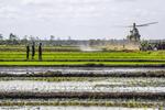 Program optimasi lahan rawa di Kabupaten Merauke