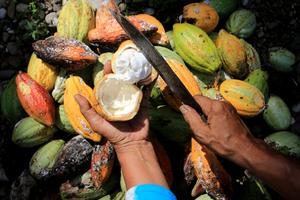 Petani panen kakao di Aceh Utara