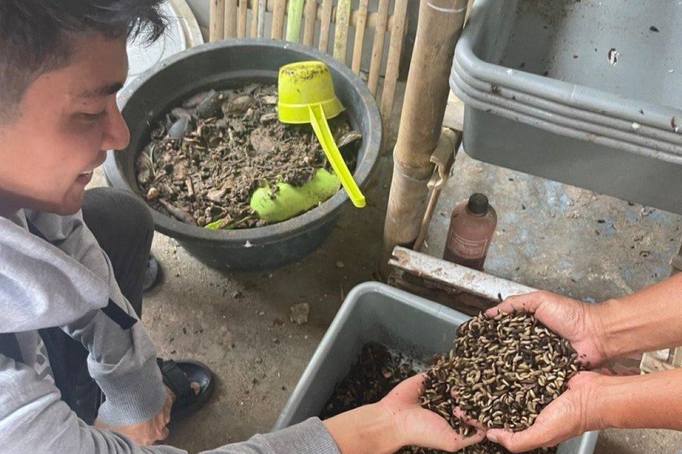 sampah, pengelolaan sampah organik