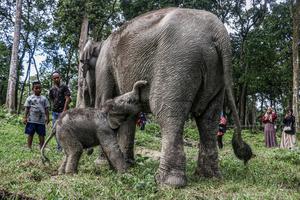 Kelahiran bayi gajah sumatera di Kampar