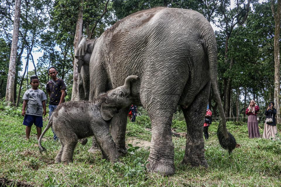 Seekor bayi gajah Sumatera (Elephas maximus sumatranus) yang baru lahir berada di dekat induknya di Kawasan Taman Wisata Alam Buluh Cina, Kabupaten Kampar, Riau, Senin (4/11/2024). 