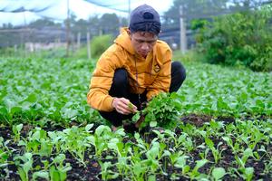 Memanfaatkan lahan gambut untuk pertanian