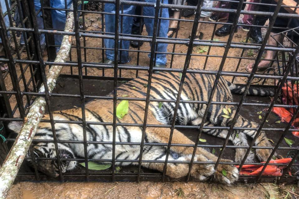 harimau, sumatera, satwa dilindungi