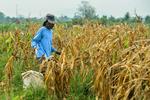 Petani jagung terdampak kemarau