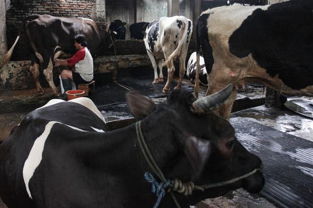 Angka produksi susu segar dalam negeri