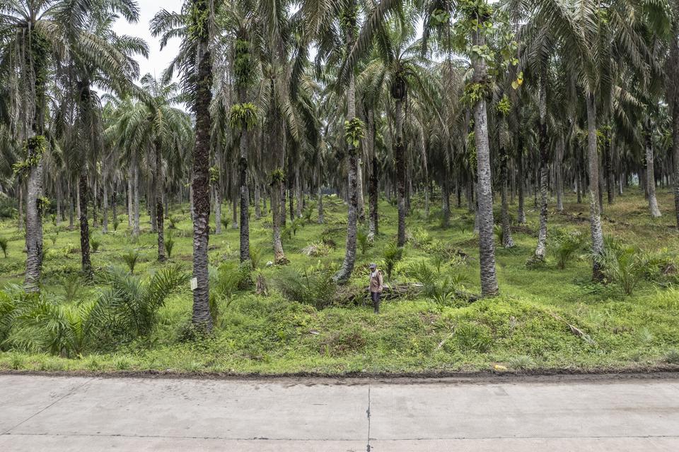 sawit, hutan, karbon dioksida