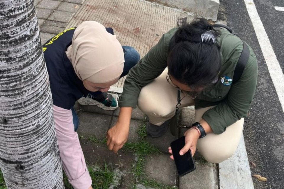 Petugas Balai Konservasi Sumber Daya Alam Bali mengangkat salah satu burung pipit yang tersambar petir di kawasan Bandara Internasional I Gusti Ngurah Rai, Kabupaten Badung, Bali.