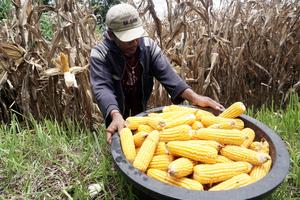 Panen dini jagung terdampak banjir