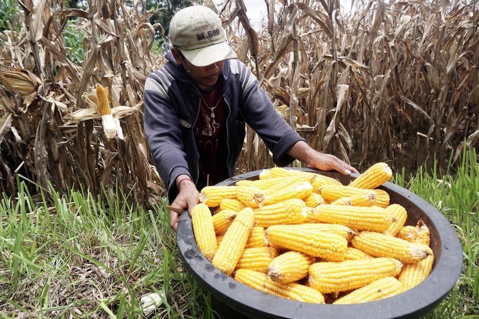 Petani memanen jagung di areal persawahan miliknya yang terendam banjir di Desa Bendilwungu, Tulungagung, Jawa Timur, Jumat (29/1/2024). Petani jagung di daerah tersebut terpaksa melakukan panen dini karena untuk menghindari rusaknya mutu serta risiko pen