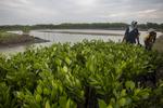 Target restorasi mangrove nasional