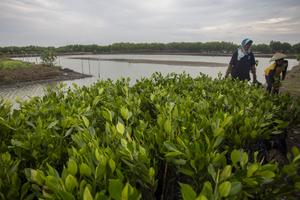 Target restorasi mangrove nasional