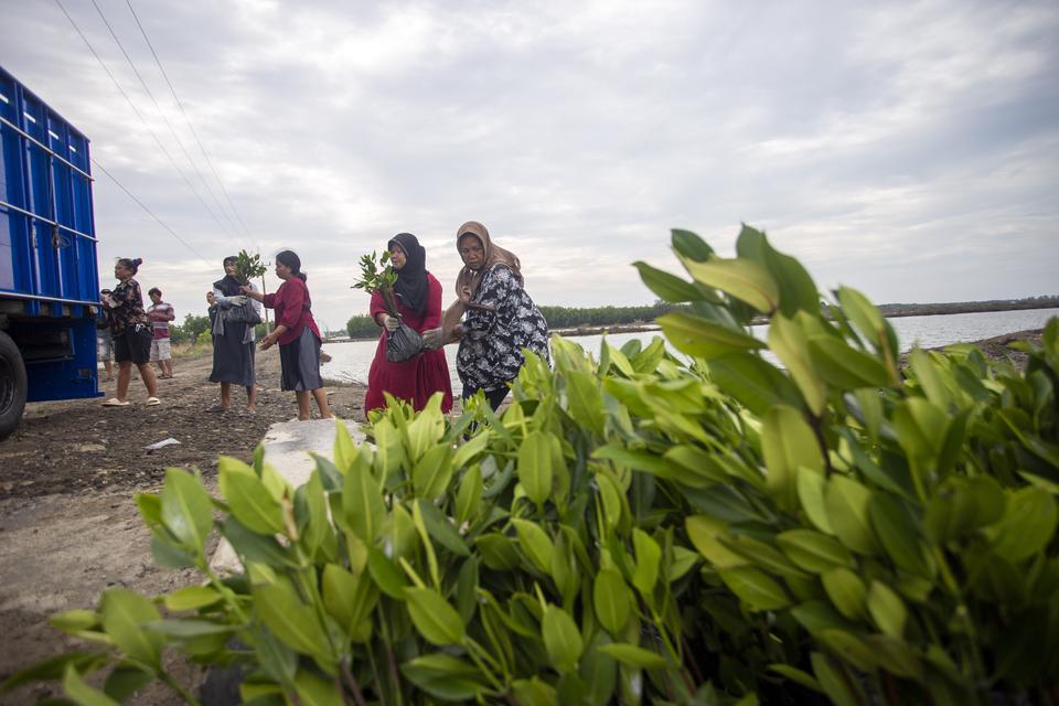 Sejumlah perempuan memanen bibit mangrove untuk ditanam di Pasekan, Indramayu, Jawa Barat, Rabu (4/12/2024). Badan Retorasi Gambut dan Mangrove (BRGM) mencatat restorasi mangrove hingga Desember 2024 baru mencapai 150 ribu hektare atau 25 persen dari targ