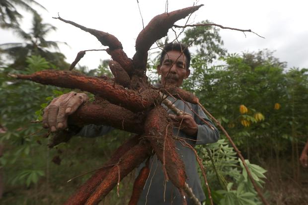 Mentan Tetapkan Harga Singkong, Daya Saing Industri Tepung Tapioka Terancam