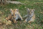 Harimau Benggala