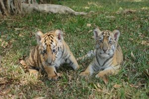 Harimau Benggala