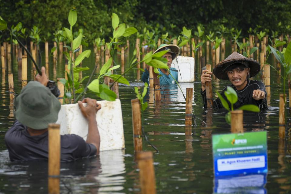 Sejumlah petugas menanam pohon mangrove di Taman Wisata Alam Mangrove Angke Kapuk, Jakarta, Sabtu (7/12/2024).