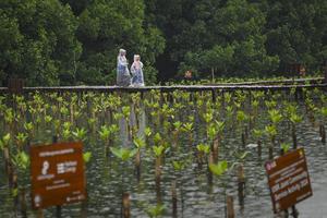 Mitigasi perubahan iklim melalui penanaman mangrove