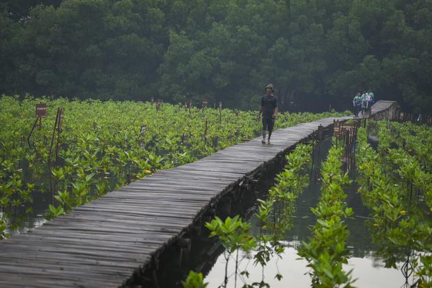 Mitigasi perubahan iklim melalui penanaman mangrove