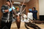 Kasus perdagangan organ satwa dilindungi