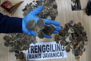 Kasus perdagangan organ satwa dilindungi