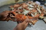Peningkatan kualitas produksi perikanan nasional