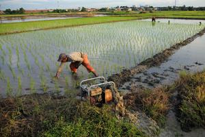 Penambahan lahan sawah untuk capai swasembada