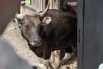 Banteng Jawa