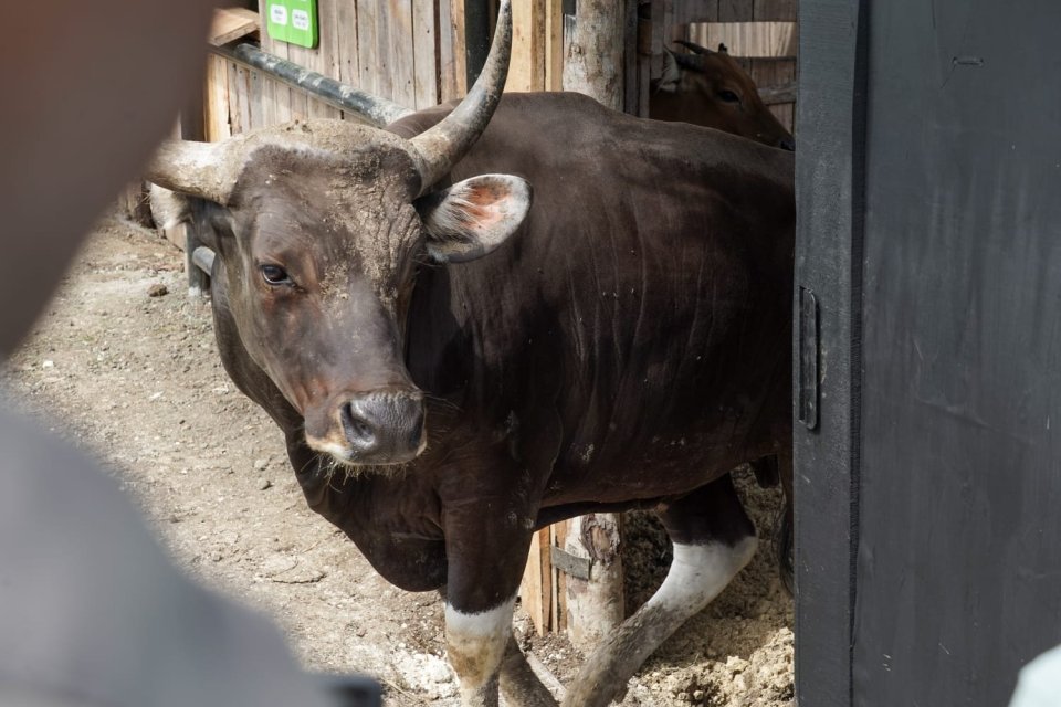 Banteng Jawa dilepasliarkan ke Cagar Alam Pananjung Pangandaran, Jawa Barat.