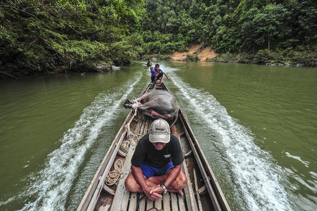 Kemenhut Dapat Hibah Seperempat Triliun untuk Lindungi Habitat Satwa di Sumatra