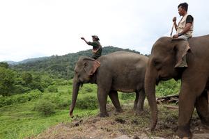 Gajah jinak CRU Das Peusangan di Bener Meriah