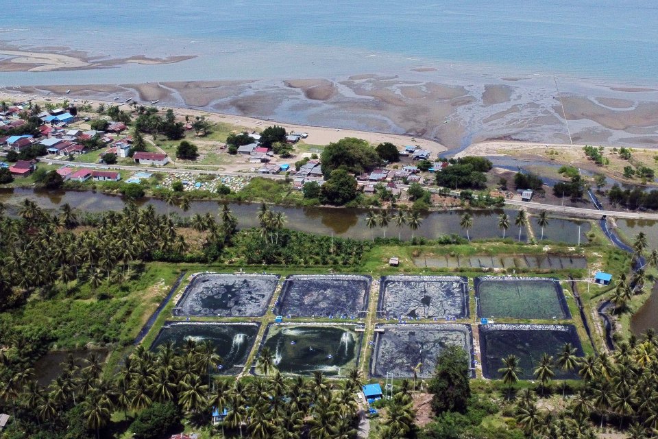 Panen raya udang Vaname hasil budidaya BUMDes di Mamuju