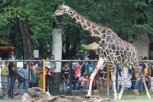 Liburan tahun baru di Kebun Binatang Surabaya