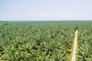 Dampak Positif dan Negatif Perkebunan Kelapa Sawit