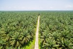 Dampak Positif dan Negatif Perkebunan Kelapa Sawit