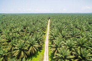 Dampak Positif dan Negatif Perkebunan Kelapa Sawit
