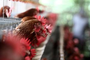 Upaya mengatasi fluktuasi harga jagung pakan