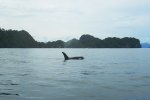 Paus pembunuh di Perairan Kaimana