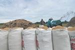 Proyeksi produksi beras tiga bulan pertama 2025