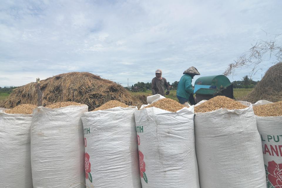 Pemerintah Setop Bantuan Pangan dan Beras SPHP Demi Jaga Harga Gabah Petani