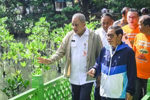 Pramono Anung tanam mangrove di Hutan Lindung Angke Kapuk