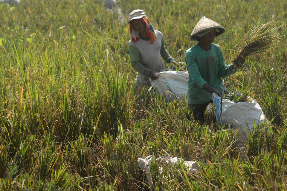 Pengusaha Padi Yakin Stok Beras untuk Ramadan Aman Meski Ada Potensi Banjir