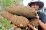 Kementan tetapkan harga jual singkong